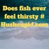 Does fish ever feel thirsty # Hushcupid.com