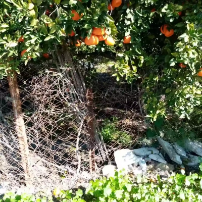 Fruit