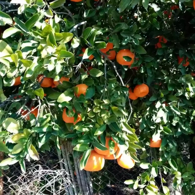 Fruit